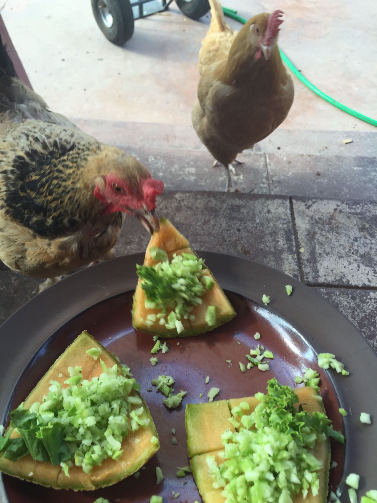 Chickens
